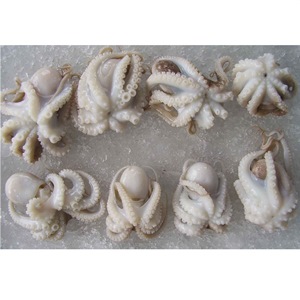 Pulpo Baby 40-60 gram - 1 kg
